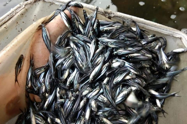 BENIH \ BIBIT IKAN PATIN