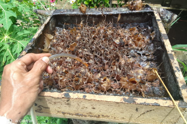 Madu Klanceng Produk Ushuluddin