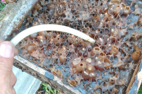 Madu Klanceng Produk Ushuluddin