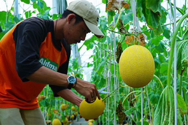Melon Golden Inthanon, Melon Sultan 900 gram