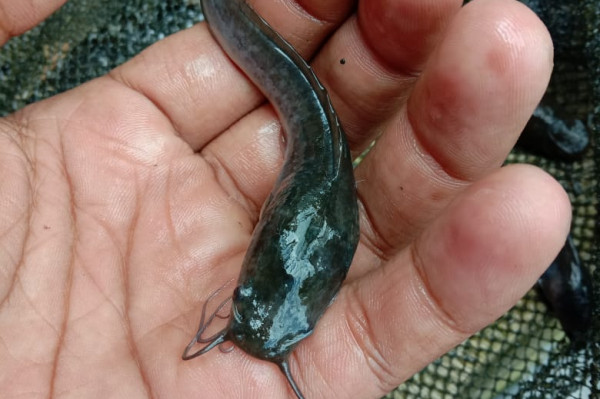 Benih Ikan Lele 1 Tabung