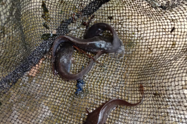 Benih Ikan Lele 1 Tabung