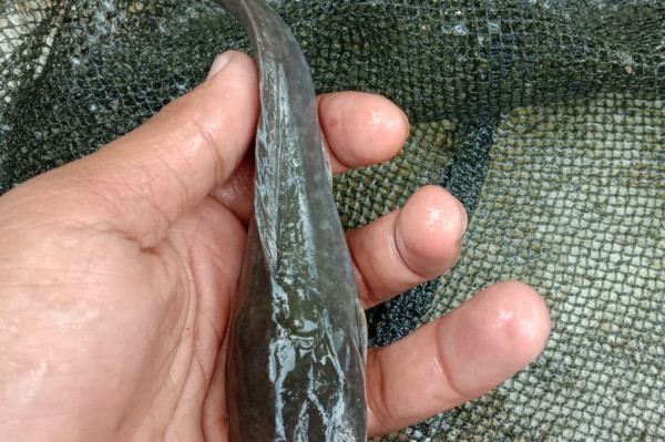 Benih Ikan Lele 1 Tabung