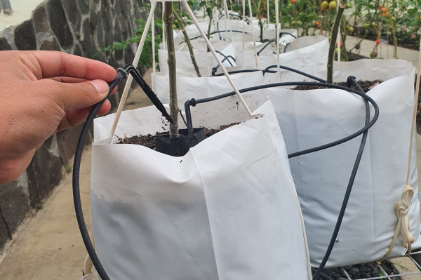 Sistem Vertigasi Irigasi ALIF