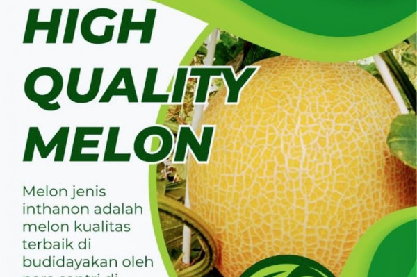 Melon sultan 45k/1 kg