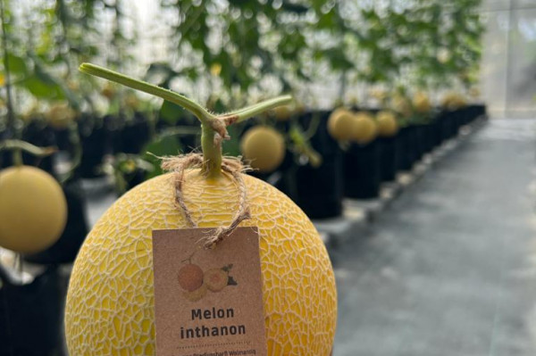 Melon Inthanon RZ