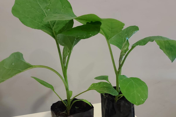 BIBIT TERONG KECIL USIA 1 BULAN