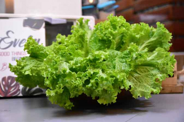 Selada Keriting Hijau (250 Gram)