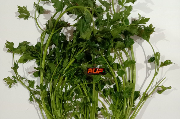 Seledri Kecil (250 Gram)