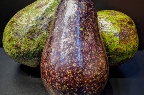 ALPUKAT/KG (1000 gram)