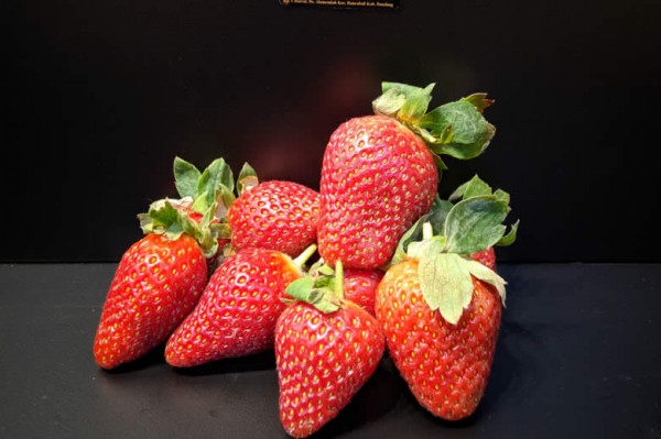 Strawberry (250 gr)