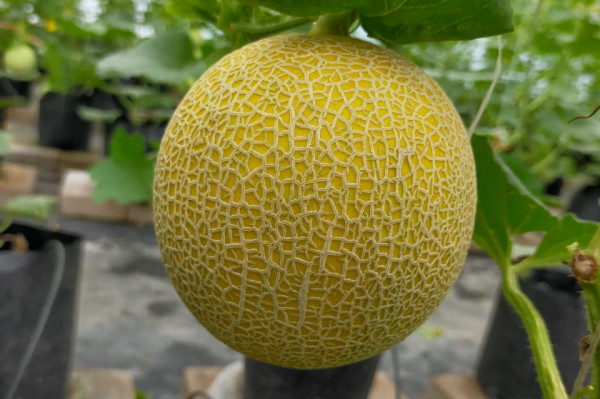 MELON INTHANON ( 1000 gram )