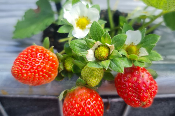 Strawberry Si Alif Manis (Pack)