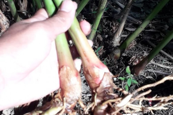 Benih Kapol 1 Ikat (10 Btng)