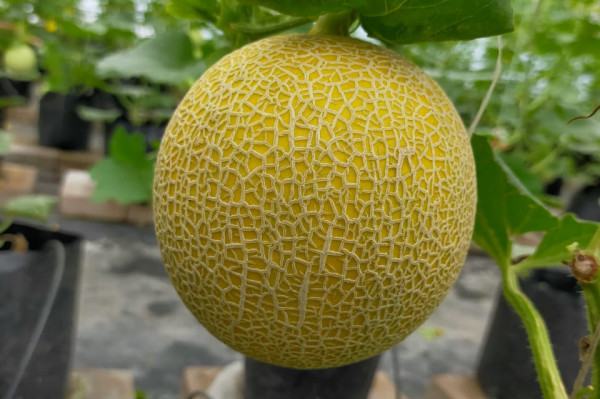 Melon Inthanon 1000 Gram